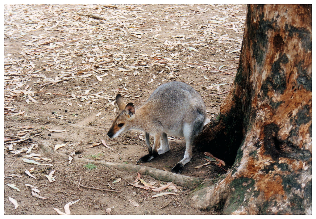 04 - Queensland (32).jpg